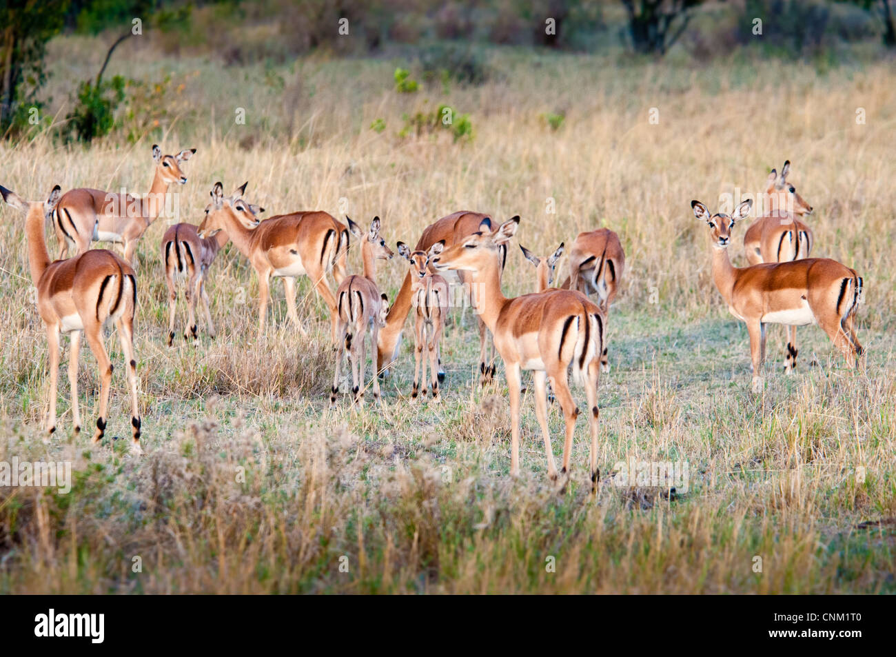Herd of Thomson's Gazelles, Eudorcas thomsonii , in the Masai Mara ...