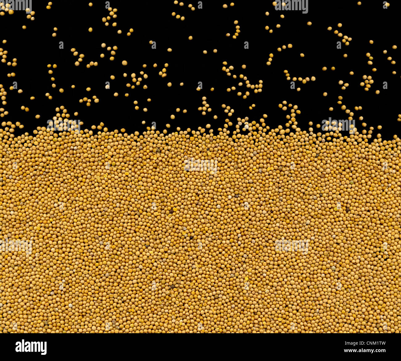 White mustard seeds granum sinapis foodstill Stock Photo - Alamy