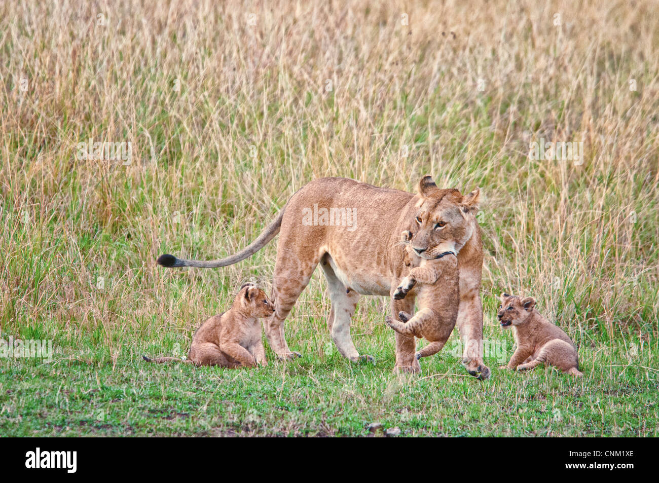 African Lioness carrying a Cub in her mouth with two Cubs beside her, Panthera leo, Masai Mara National Reserve, Kenya, Africa Stock Photo