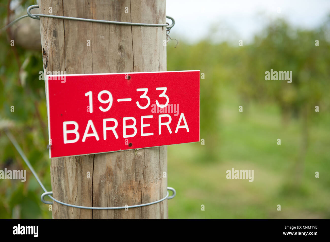 Barbera grape sign nailed to a post in the vineyard  Stock Photo