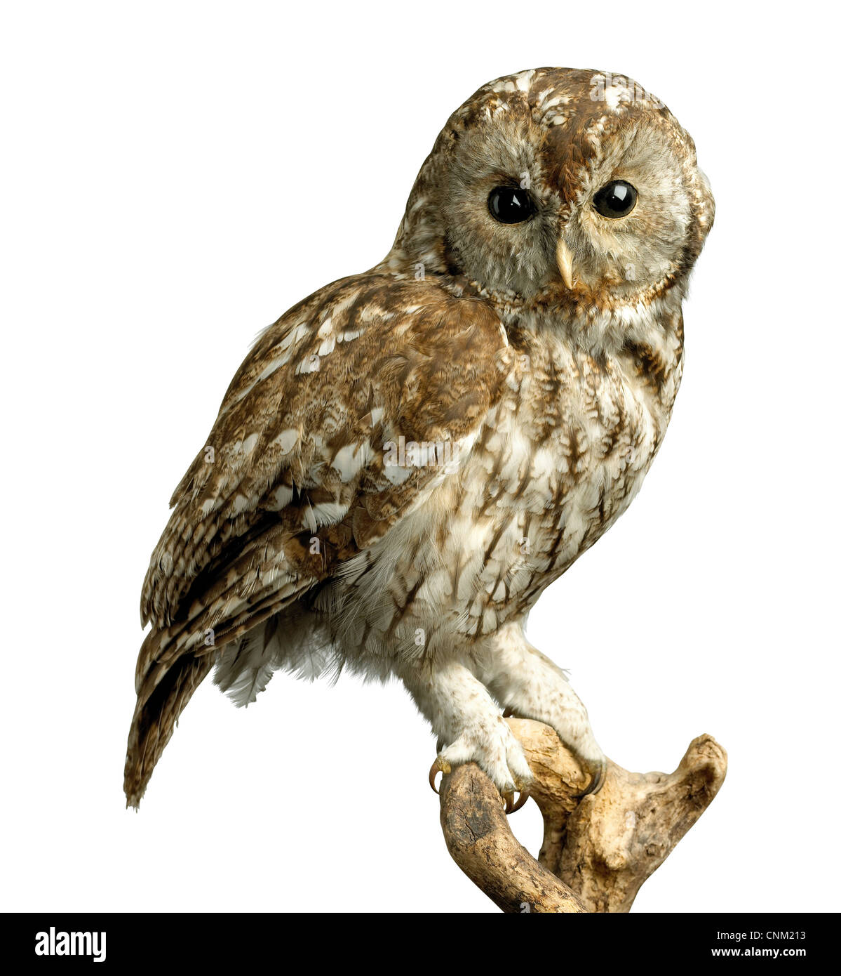 a stuffed owl on a perch isolated on white with a clipping path Stock Photo