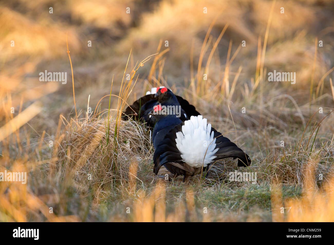 Black Grouse; Tetrao tetrix; males; lekking; Scotland; UK Stock Photo