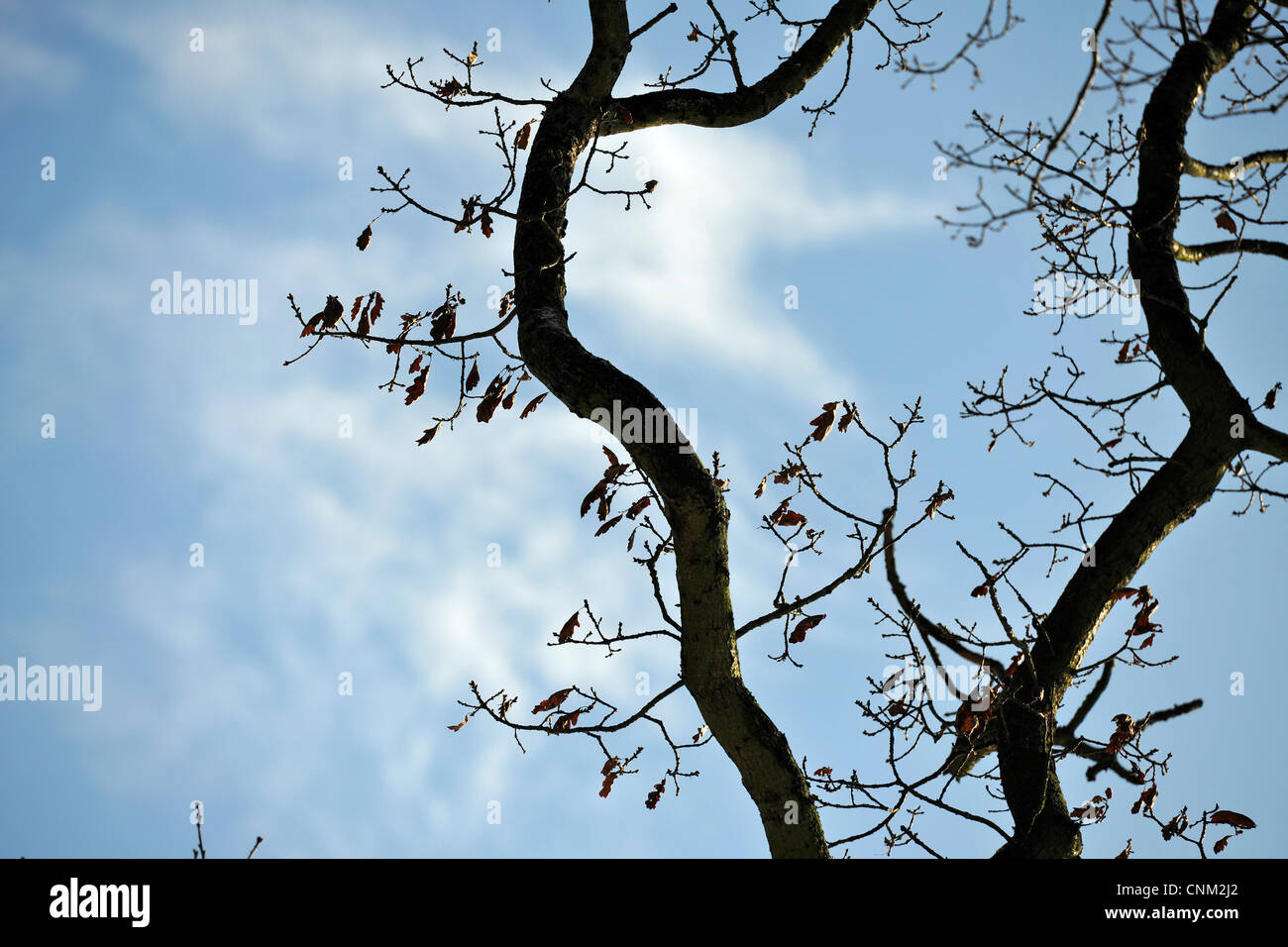 Large tree branch's in silhouette against blue sky with white clouds ...