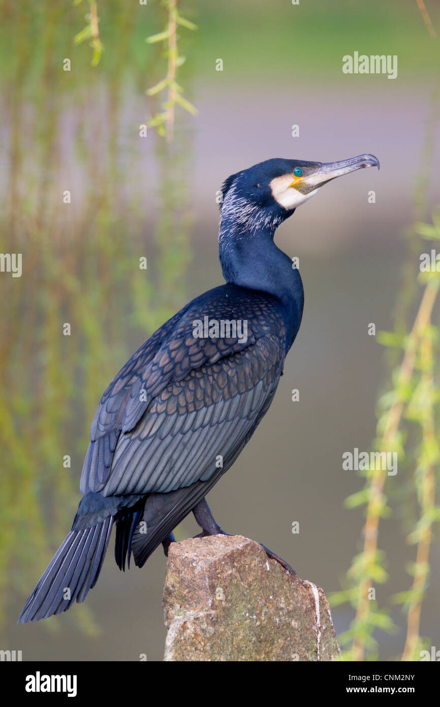 Cormorant uk hires stock photography and images Alamy