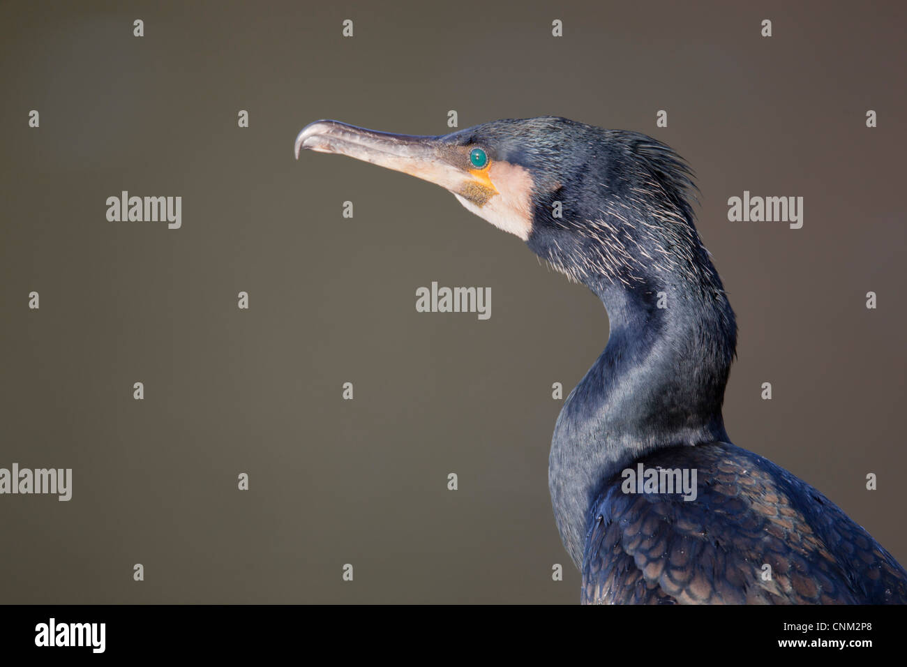 Cormorant; Phalacrocorax carbo; adult; UK Stock Photo