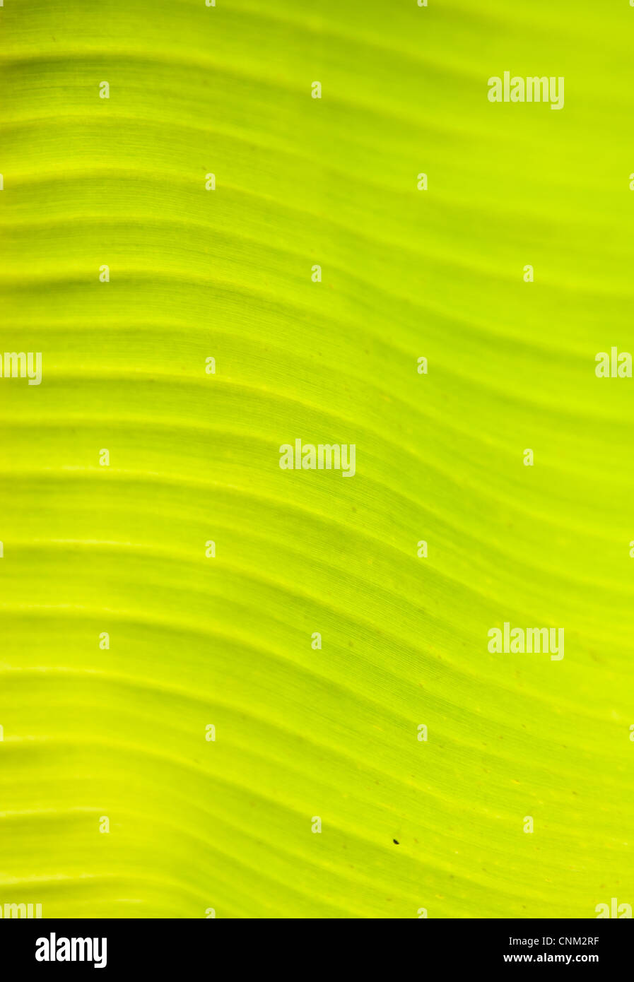 green banana leaf texture Stock Photo