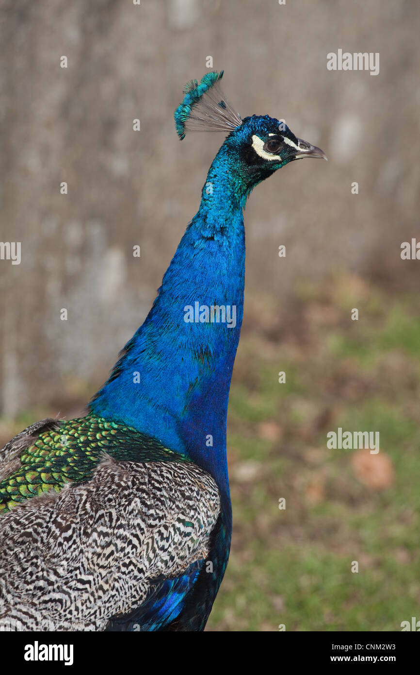 Indian or Blue Peafowl (Pavo cristata). Peacock or male. Portrait. Stock Photo