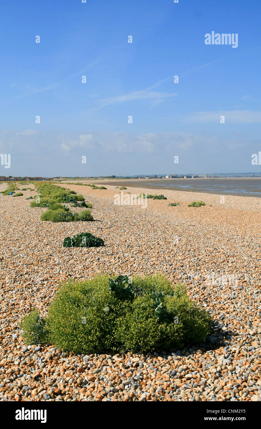 Dungeness Nature Reserve shingle beach Greatstone Kent England UK Stock