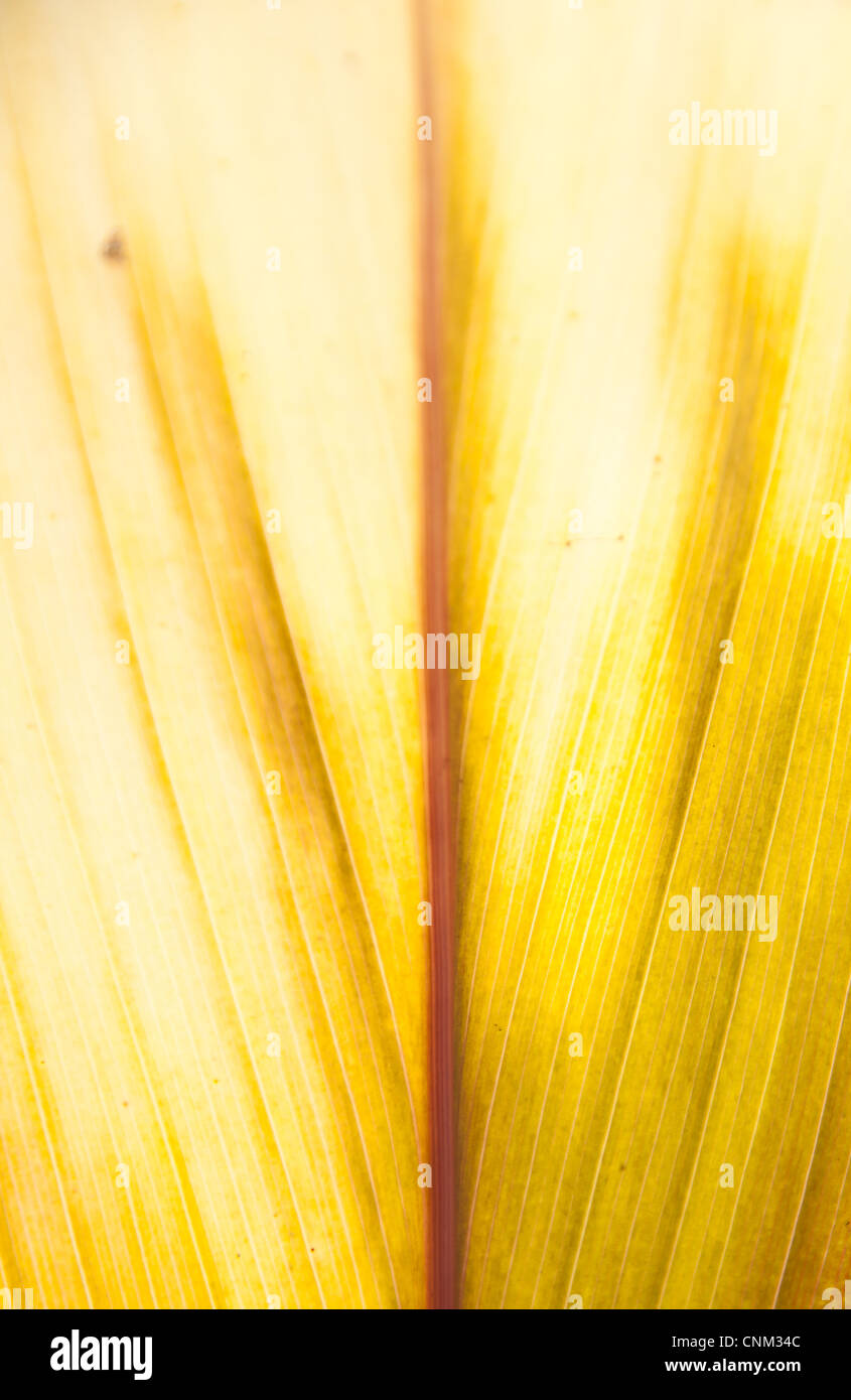 yellow leaf texture background Stock Photo