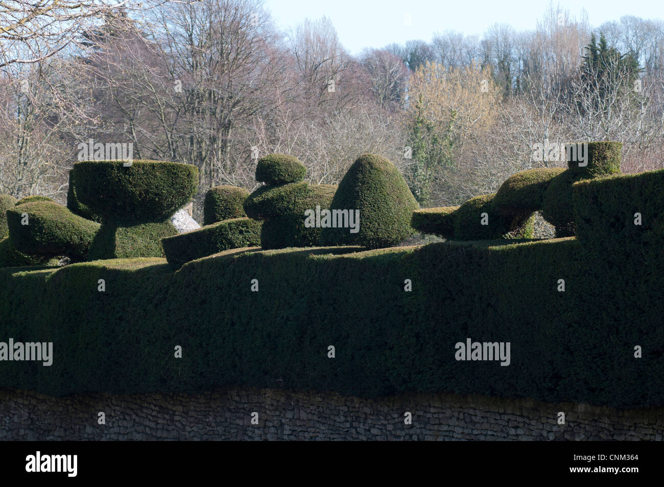 Topiary hedge, Broad Campden village, Gloucestershire, England, UK Stock Photo