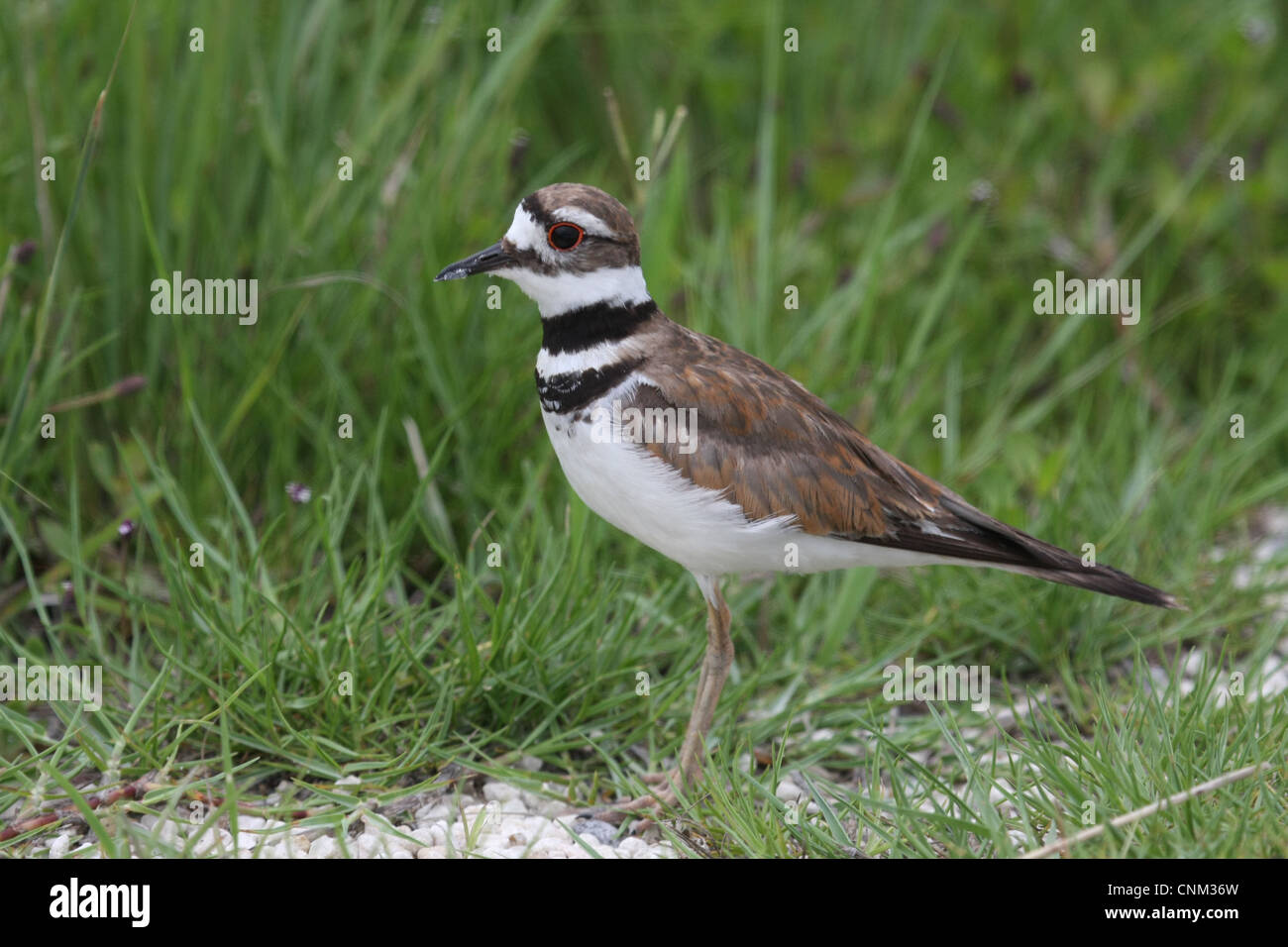 Killdeer bird hires stock photography and images Alamy