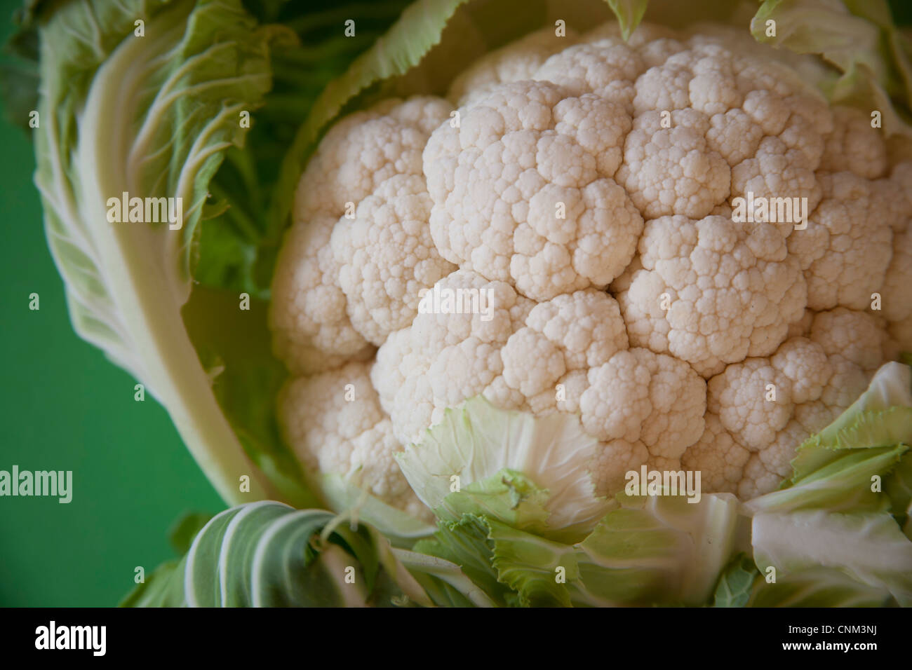 Fresh cauliflower on a green background Stock Photo