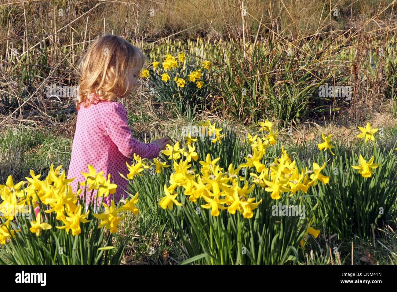 Young girl (2-year-old) plays among the daffodils in springtime England. Stock Photo