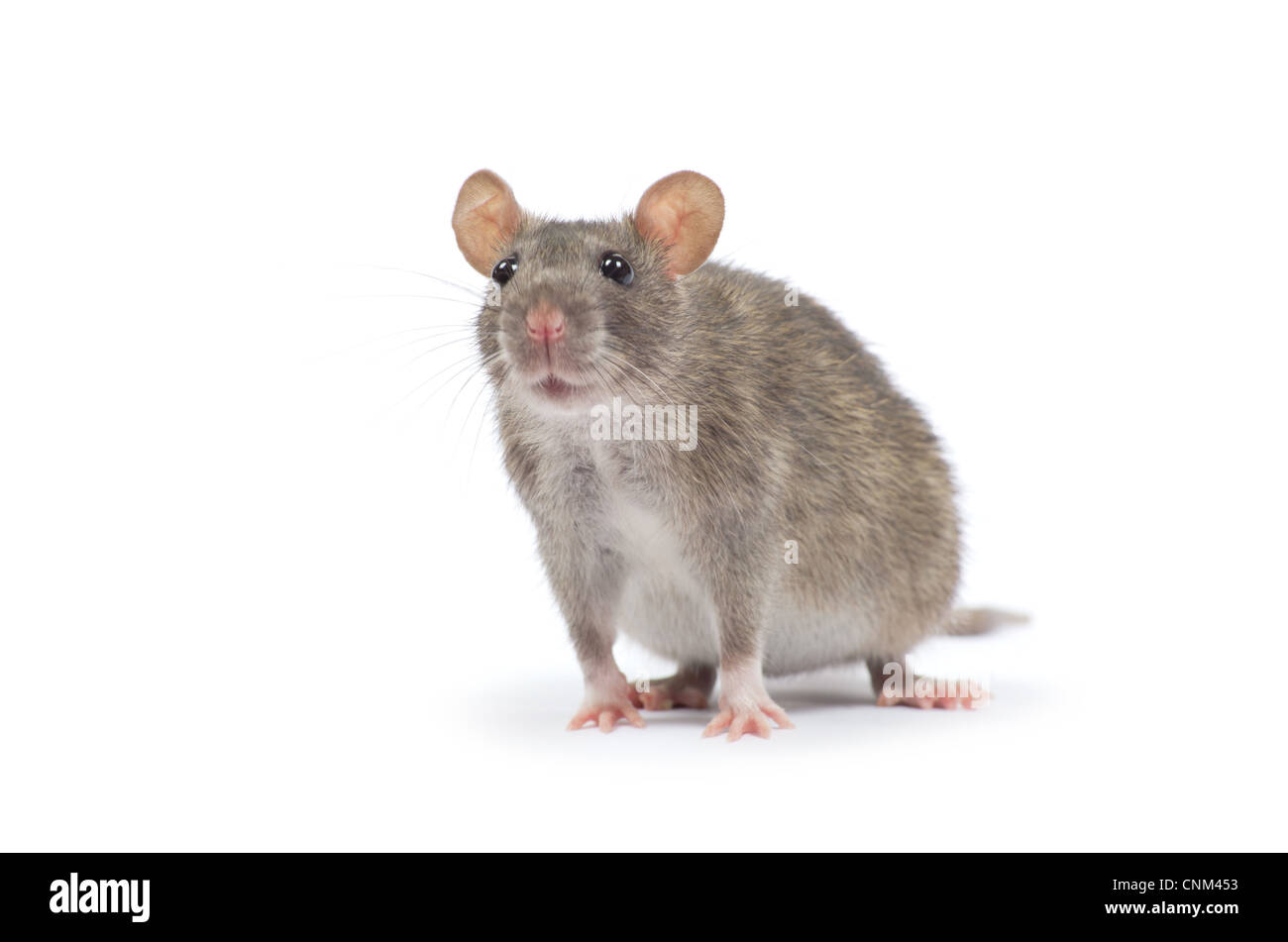 rat isolated on white background Stock Photo - Alamy