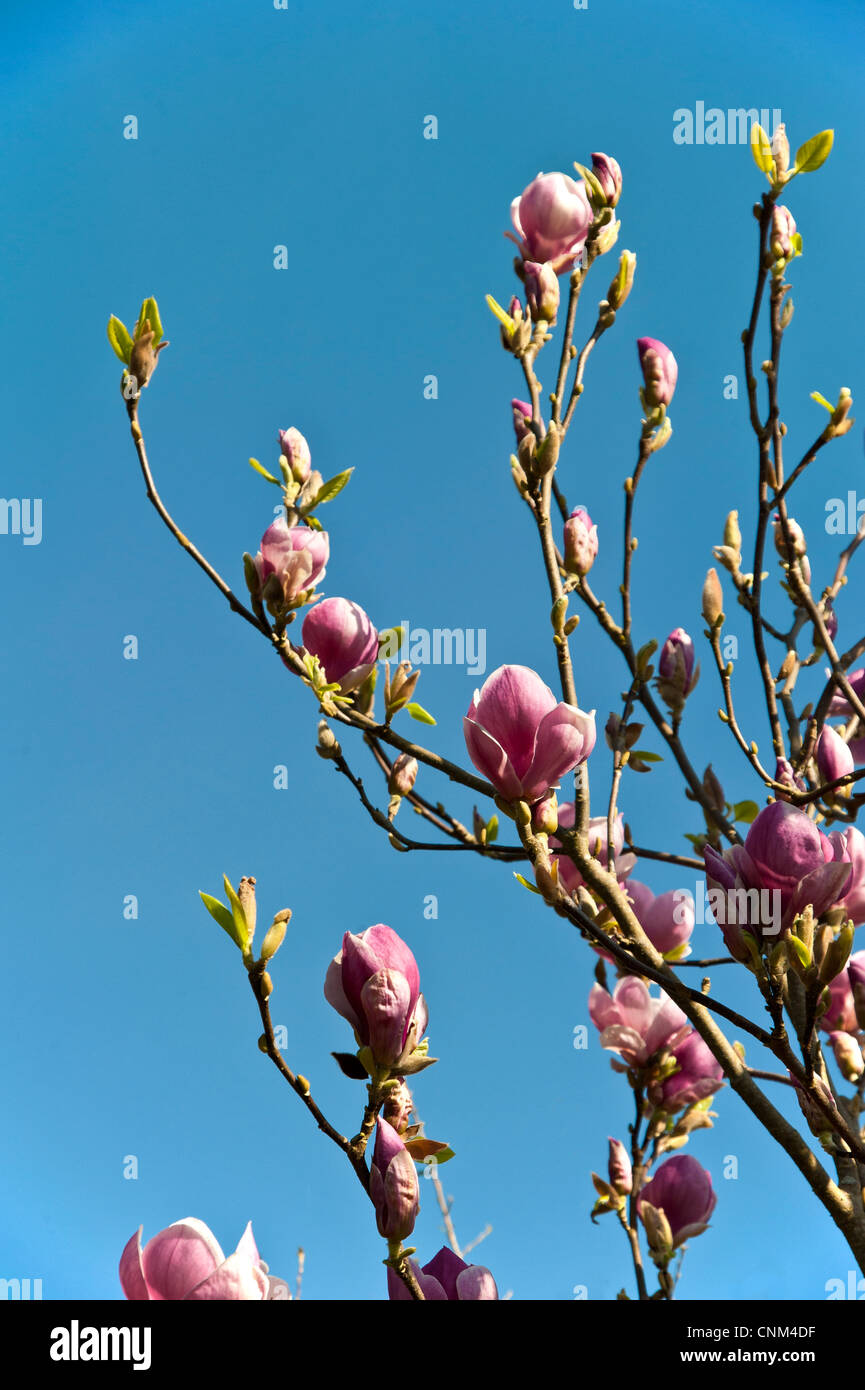 Magnolia blossom against a clear blue sky Stock Photo - Alamy