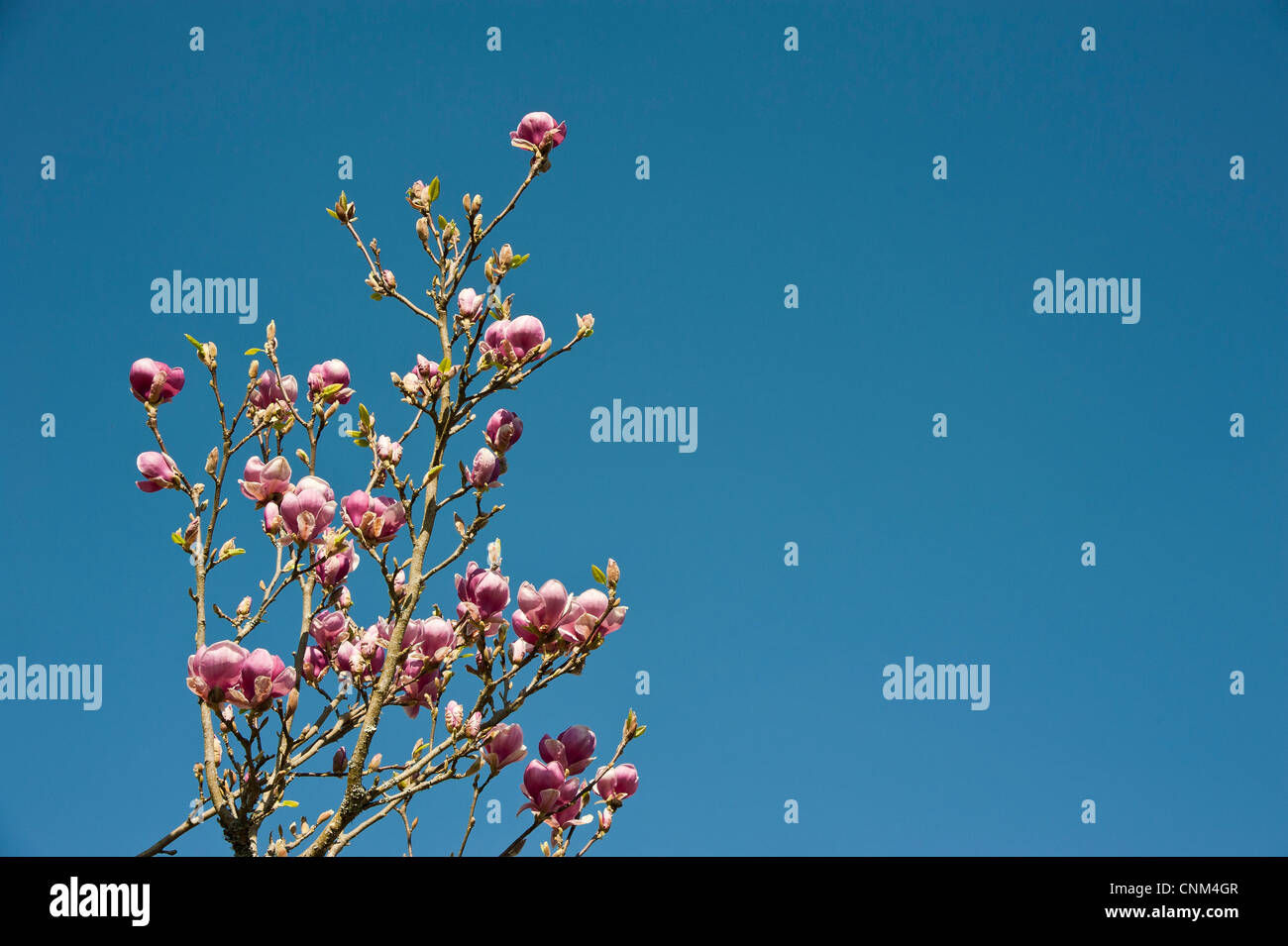 Magnolia blossom against a clear blue sky Stock Photo - Alamy