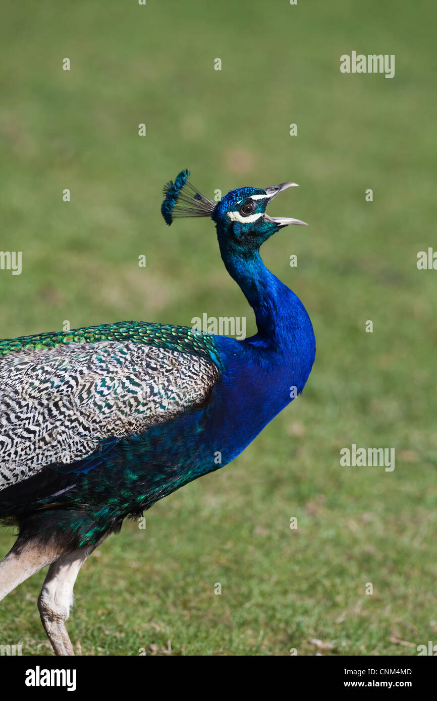 Indian or Blue Peacock (Pavo cristata). Calling or crowing. Portrait. Crest. Male. Native to India and Sri Lanka. Stock Photo
