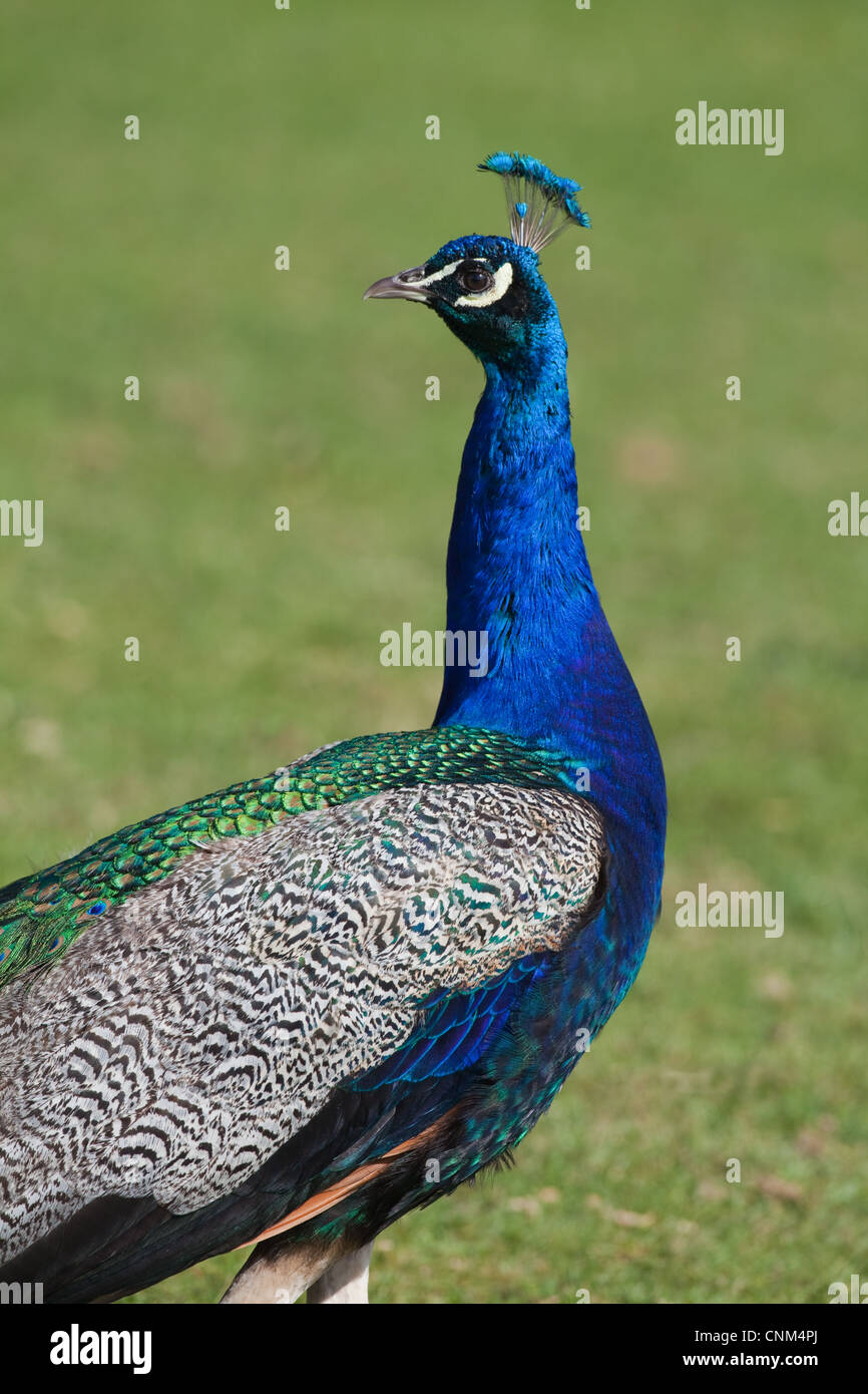 Indian or Blue Peacock (Pavo cristata). Portrait. Crest. Male. Native to India and Sri Lanka. Stock Photo