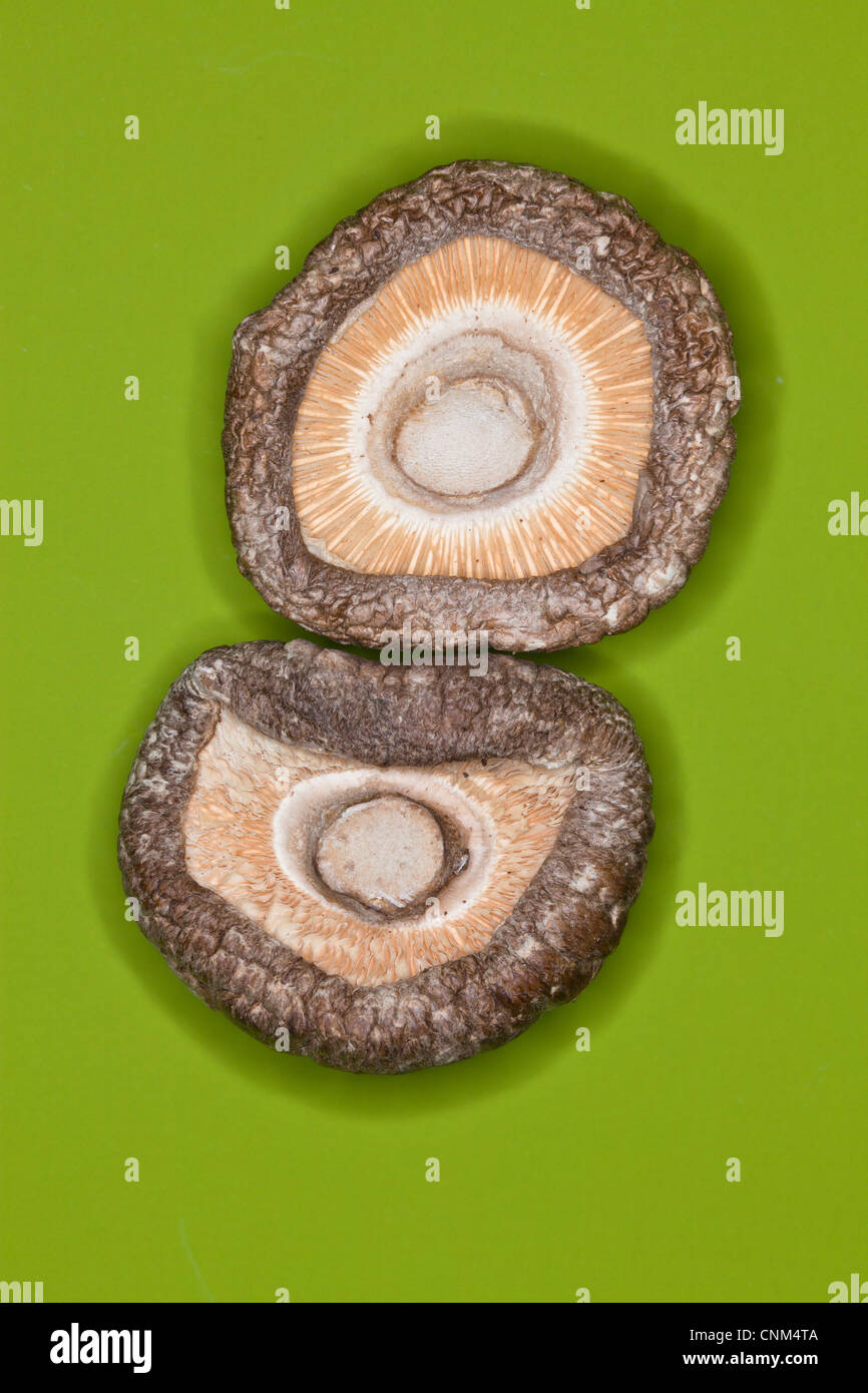 Dried Shiitake Mushrooms, medicinal and Culinary Stock Photo Alamy