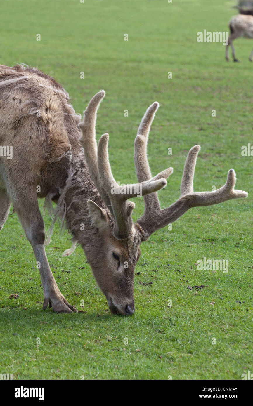 Pere David's Deer (Elaphurus davidianus). Stag, or male, with antlers 'in velvet'. Here at Whipsnade Zoo. Extinct in the wild Stock Photo