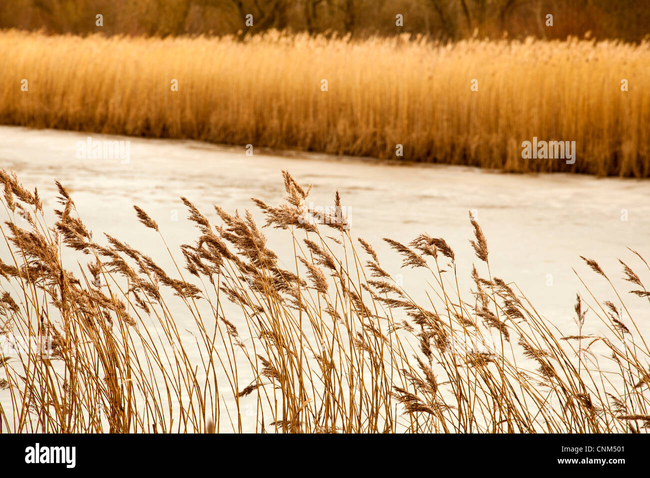 Reed beds hires stock photography and images Alamy