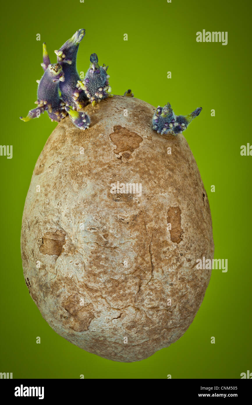 Potato Eyes High Resolution Stock Photography And Images Alamy