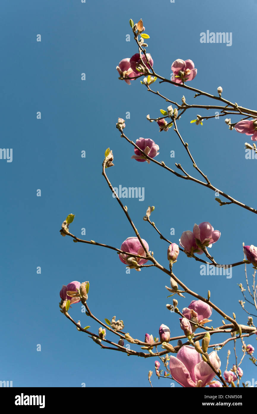 Magnolia blossom against a clear blue sky Stock Photo - Alamy