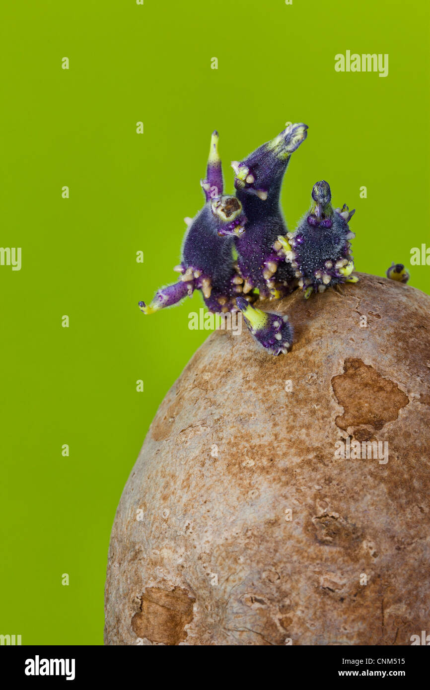 Potato growing eyes Stock Photo Alamy