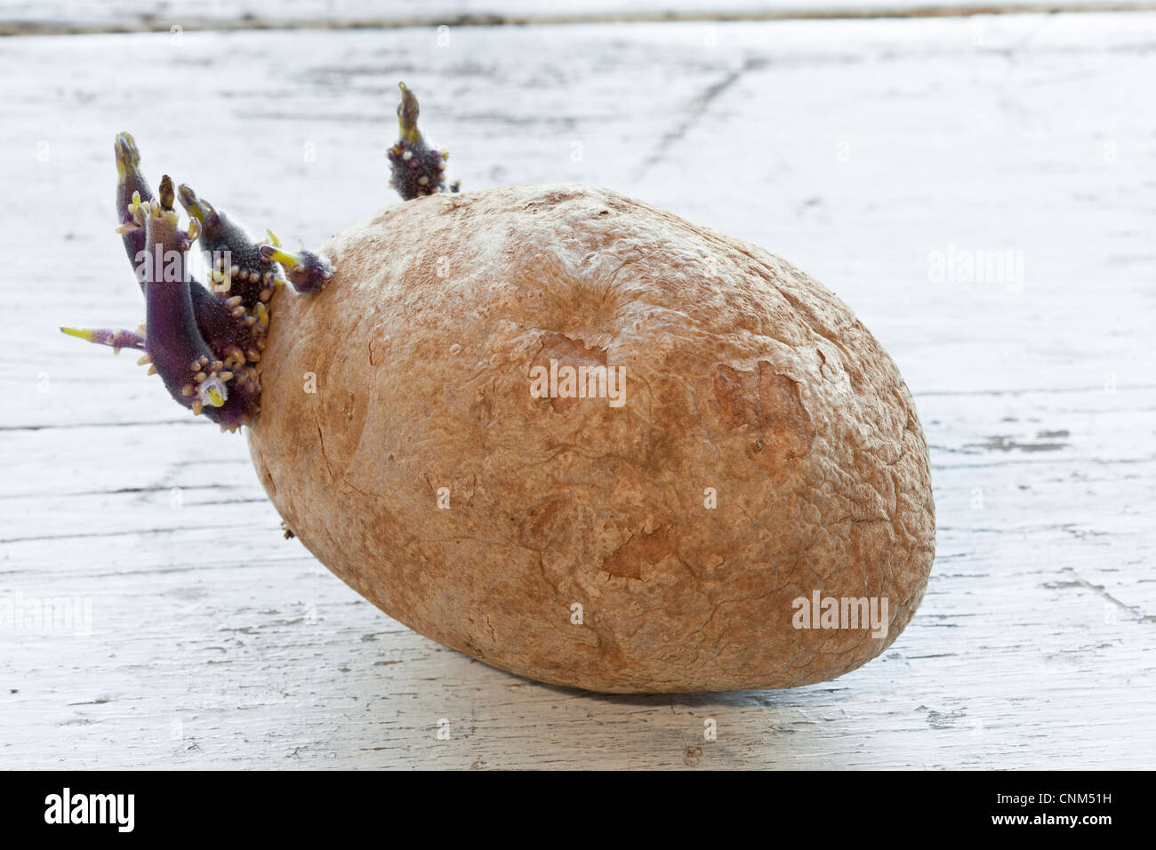 Potato growing eyes Stock Photo Alamy