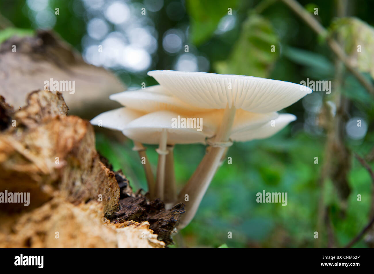 White gilled mushrooms in the autumn forest Stock Photo