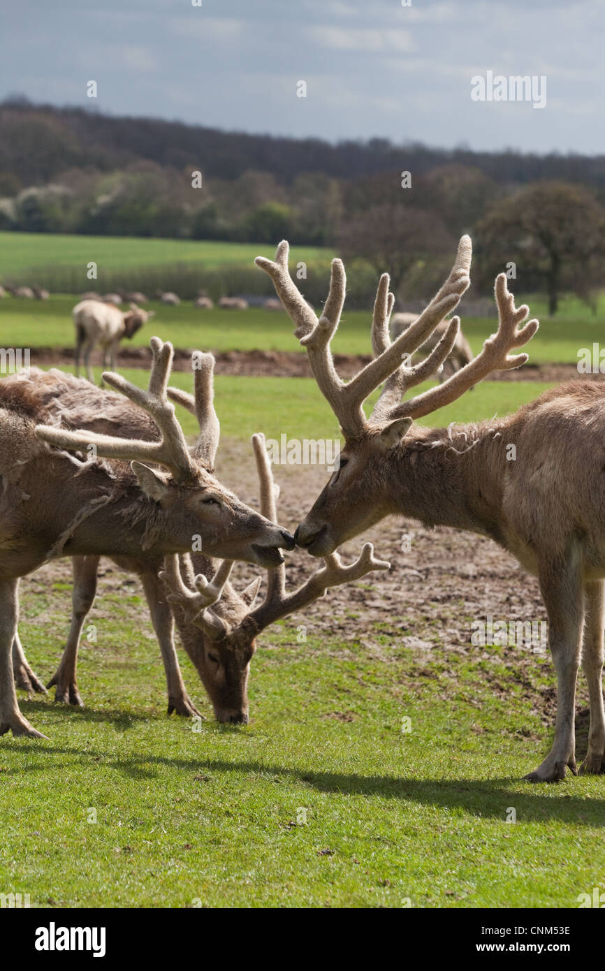 Pere David's Deer (Elaphurus davidianus). Stags, or males, with antlers 'in velvet'. Here at Whipsnade Zoo. Extinct in the wild Stock Photo