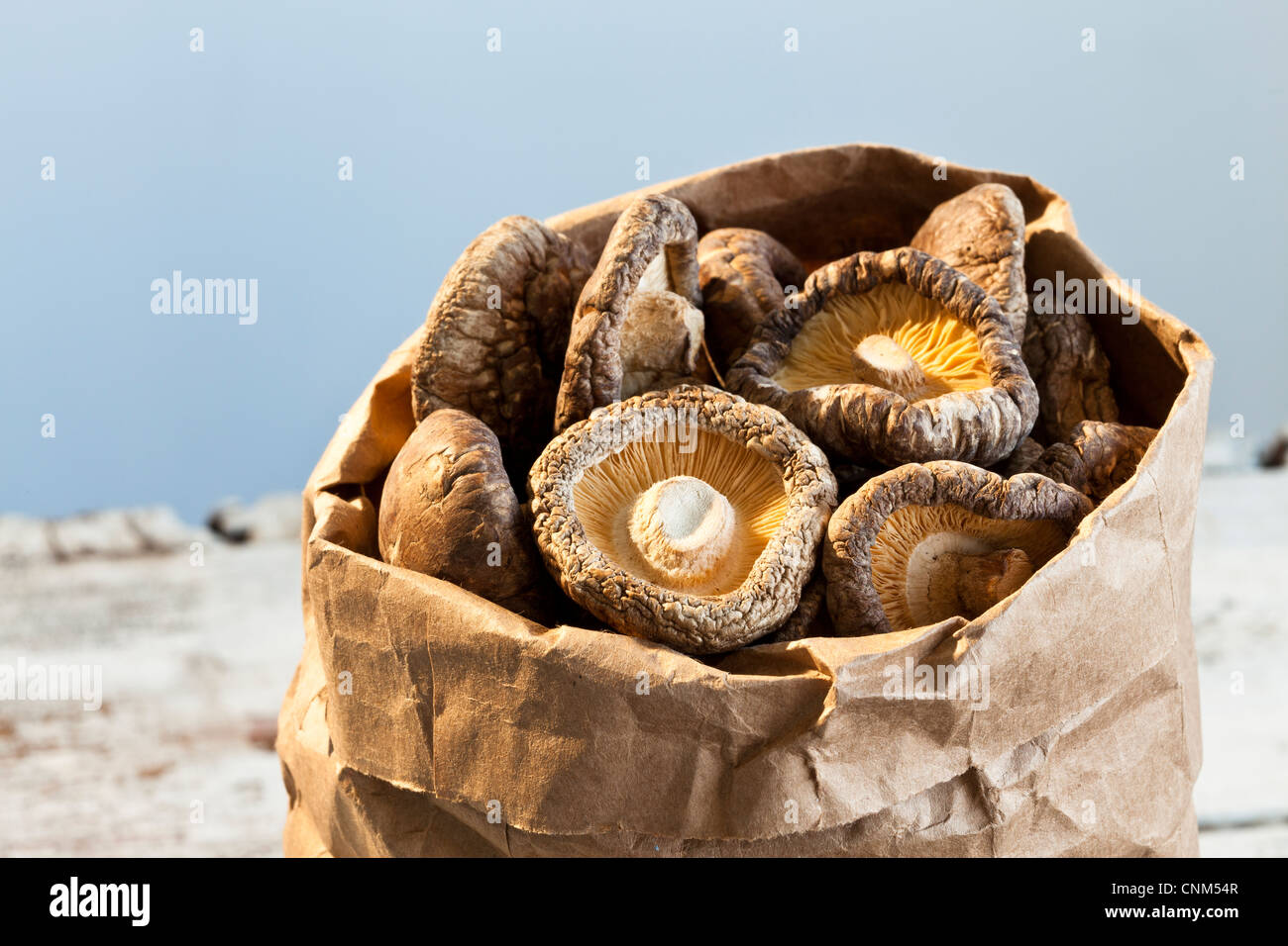 Dried Shiitake Mushrooms, medicinal and Culinary Stock Photo Alamy