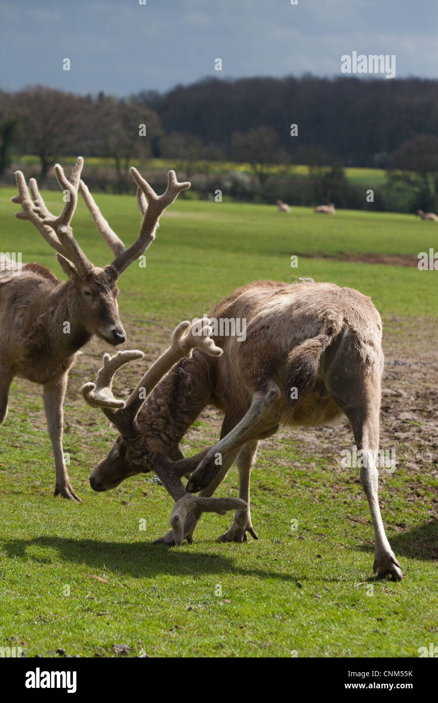 Pere David's Deer (Elaphurus davidianus). Stags, or males, with antlers 'in velvet'. Here at Whipsnade Zoo. Extinct in the wild Stock Photo