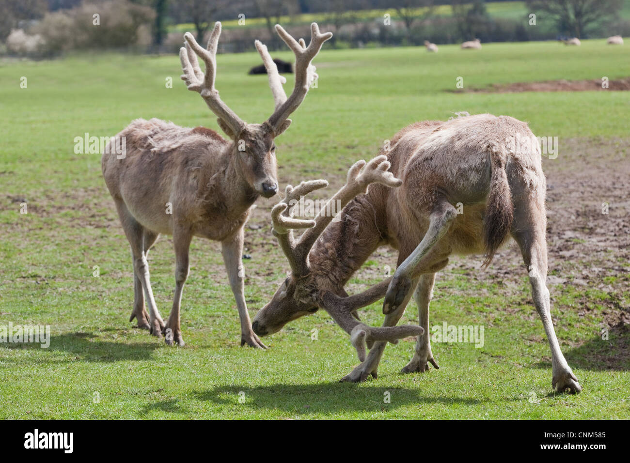 Pere David's Deer (Elaphurus davidianus). Stags, or males, with antlers 'in velvet'. Here at Whipsnade Zoo. Extinct in the wild Stock Photo