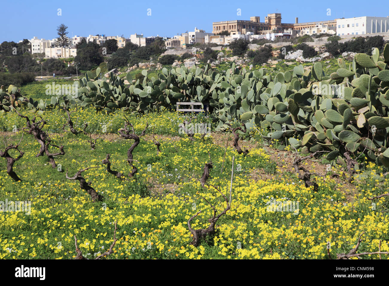 Old vineyard with yellow spring flowers and cactus, town of Rabat in the background, Malta, Europe Stock Photo