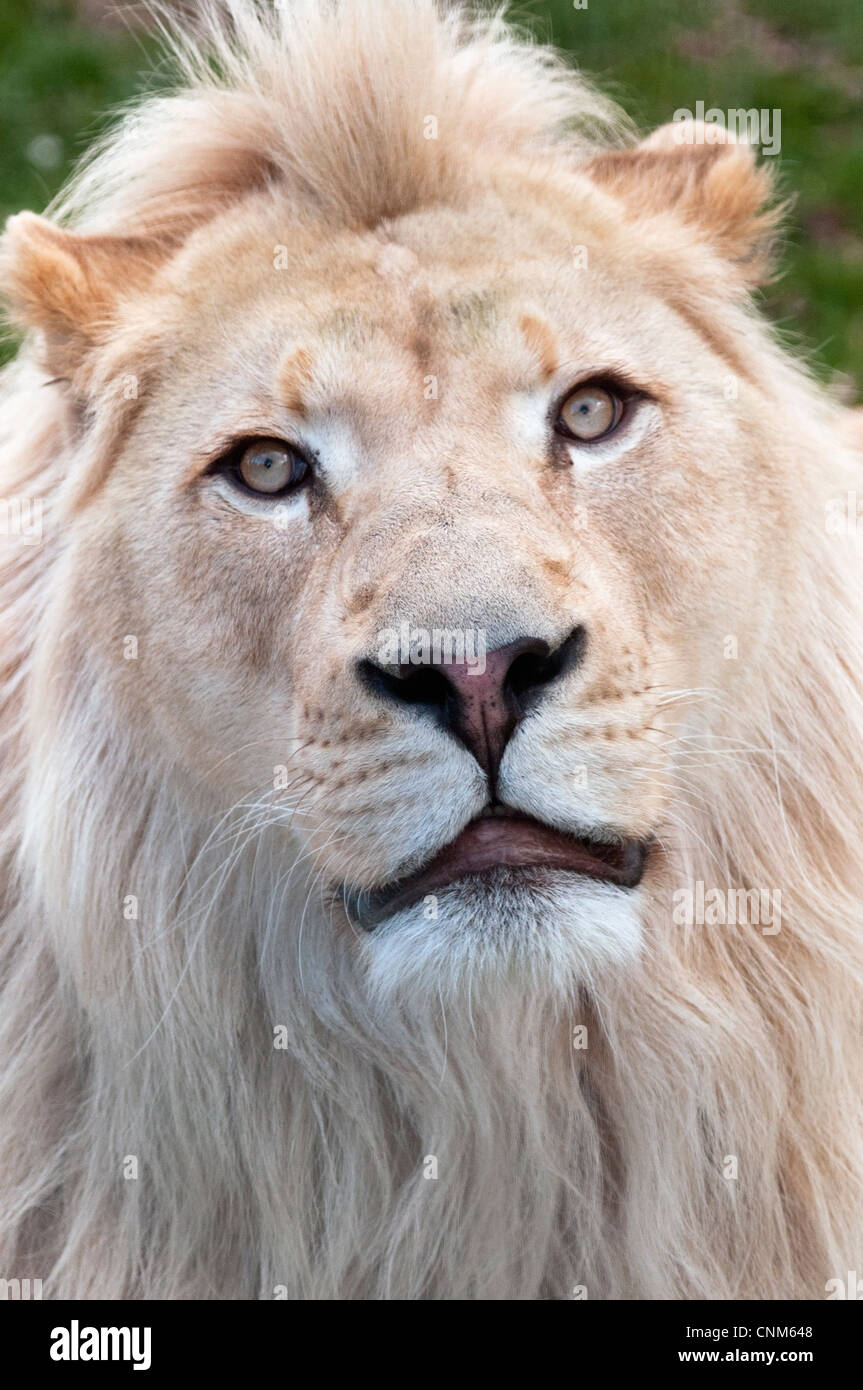 Male white lion looking towards camera Stock Photo