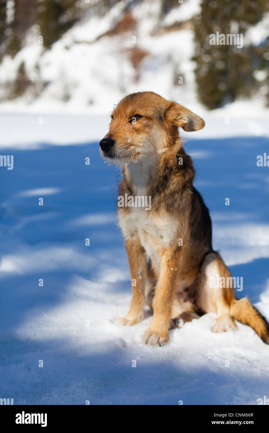 Portrait of a stray dog in the snow Stock Photo - Alamy