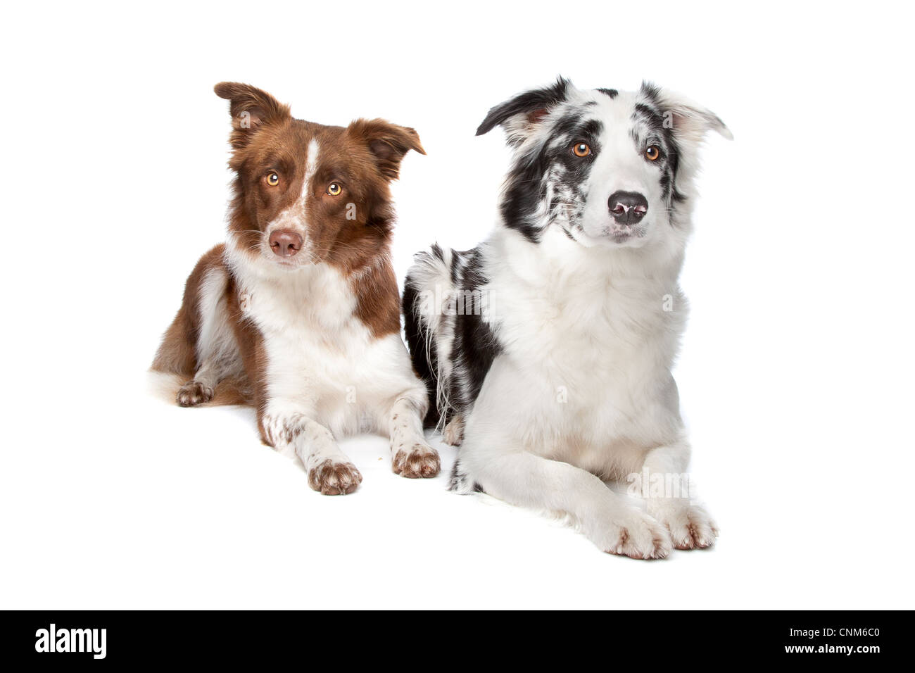 two Border Collie sheep dogs on a white background Stock Photo