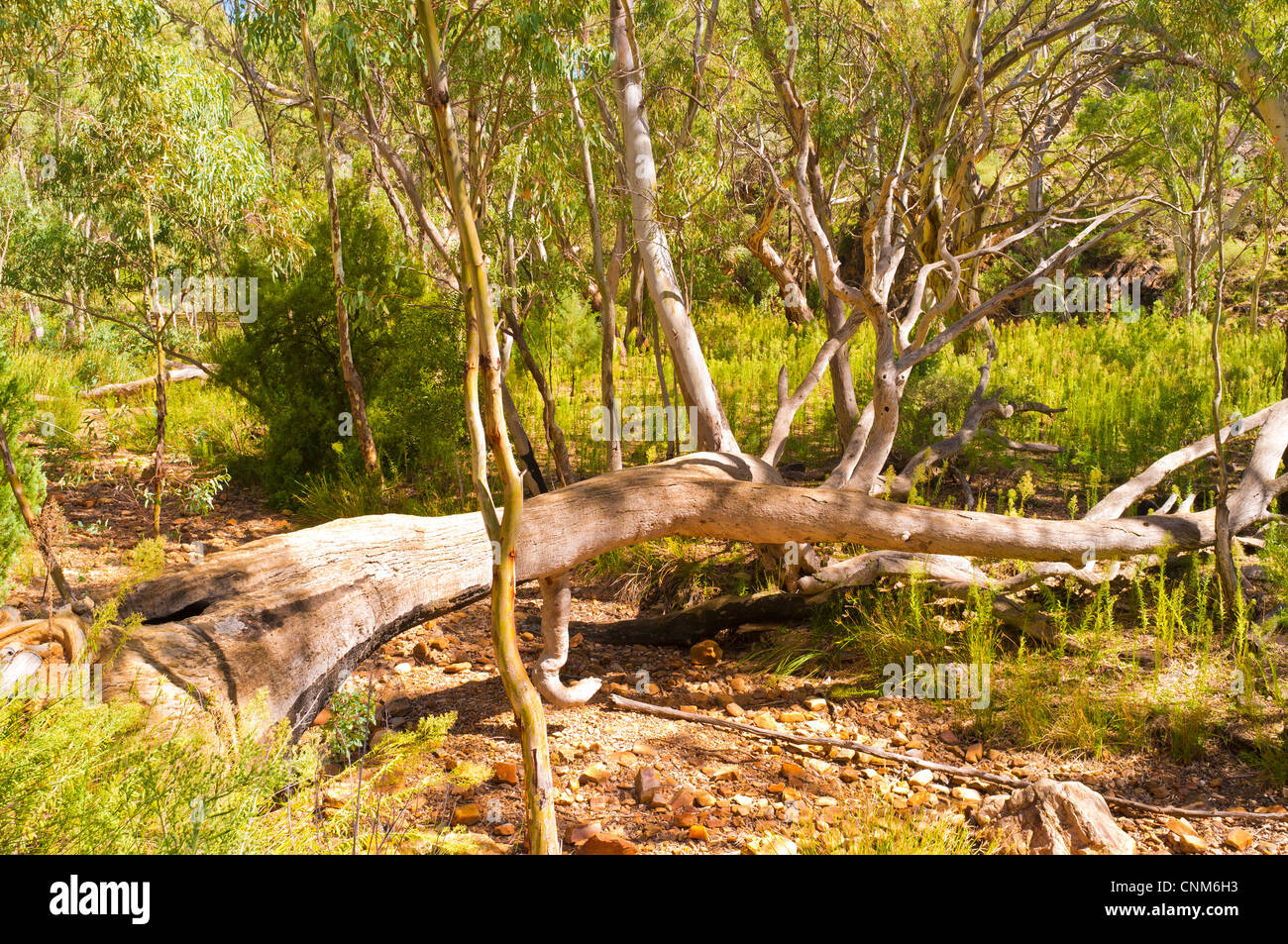 Dead tree fallen over Mambray Creek at Mambray Creek in Mount Remarkable National Park in the Southern Flinders Ranges in South Australia Stock Photo