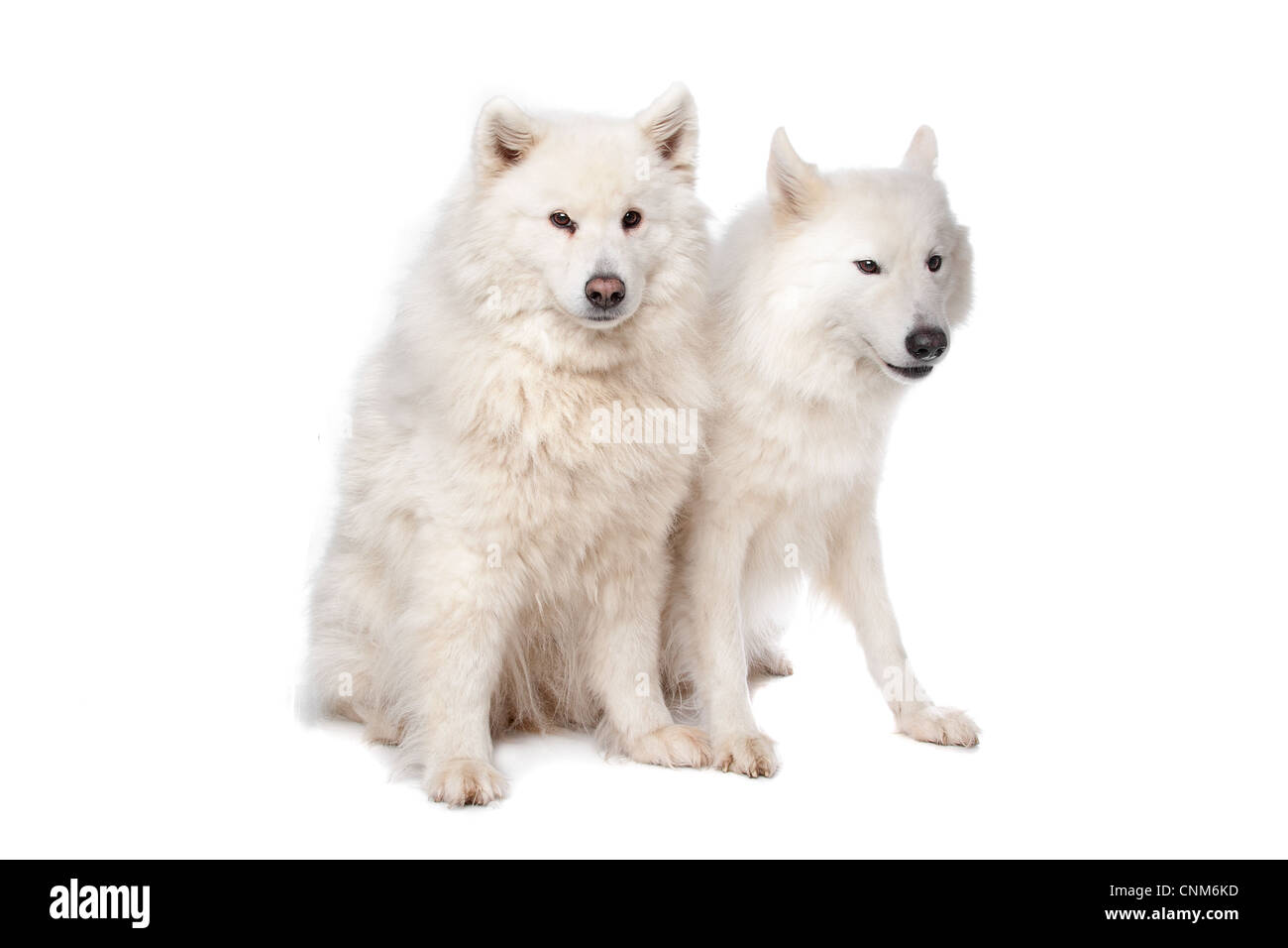 two Samoyed dogs in front of a white background Stock Photo