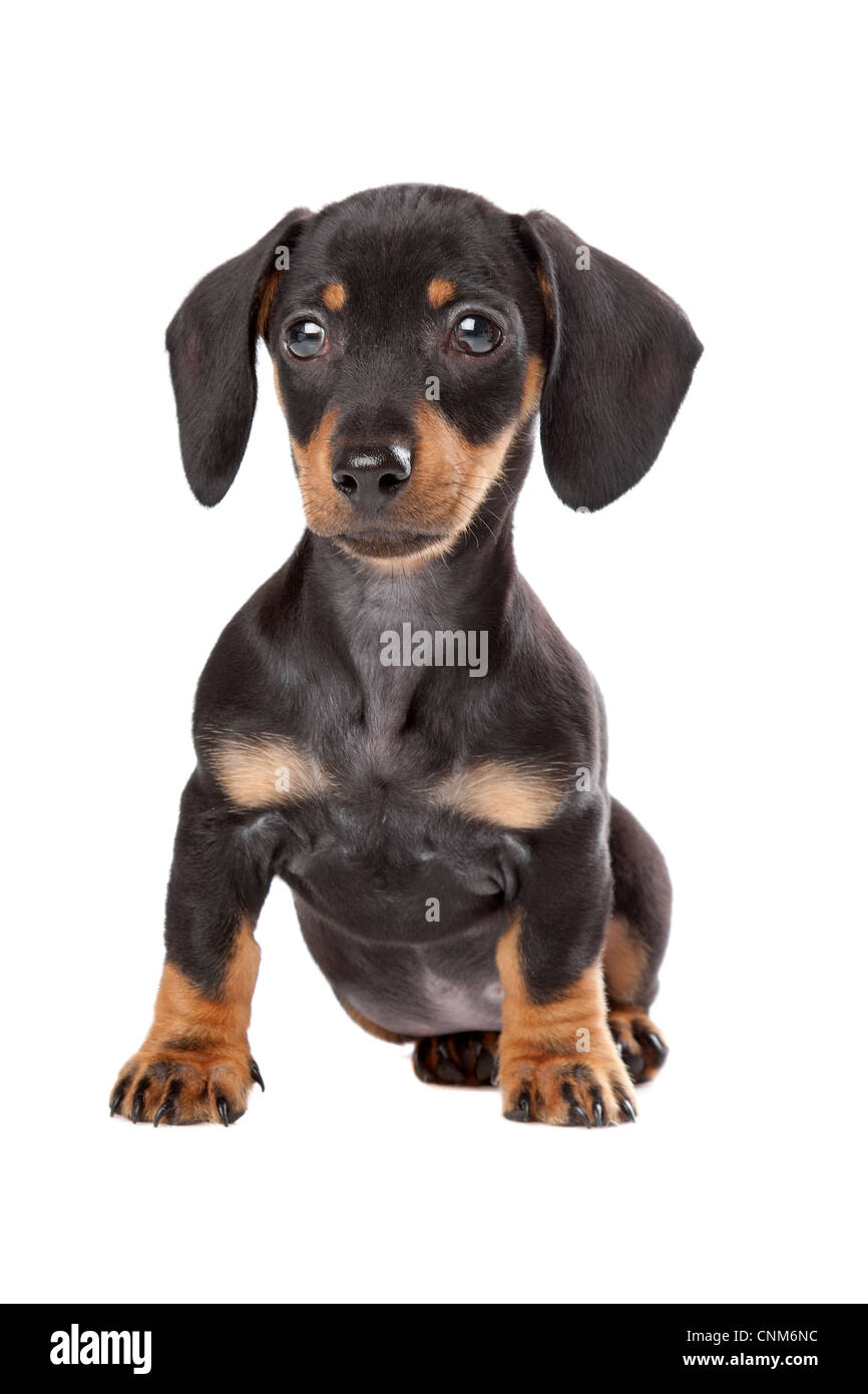 Dachshund, Teckel puppy in front of a white background Stock Photo