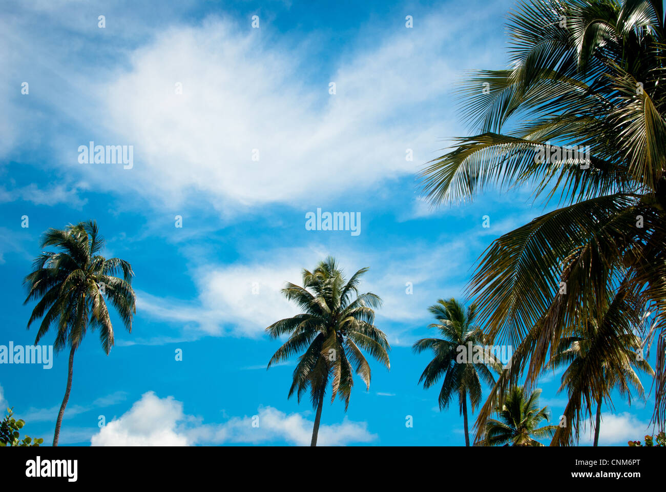 palm trees on Playa Giron, Pigs Bay, Cuba Stock Photo