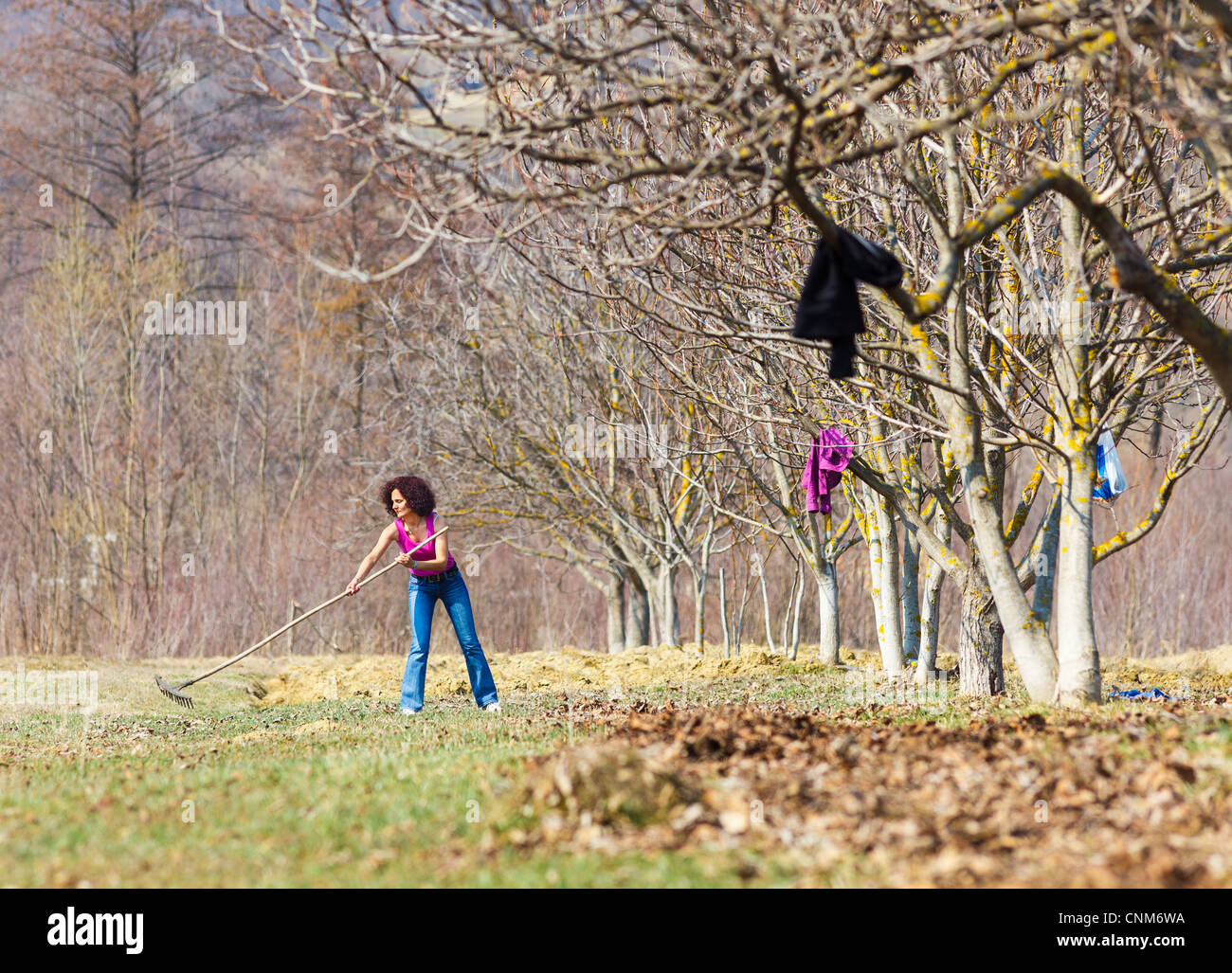 Raking Spring Clean Up Young woman with a rake spring cleaning in a walnut orchard Stock Photo ...