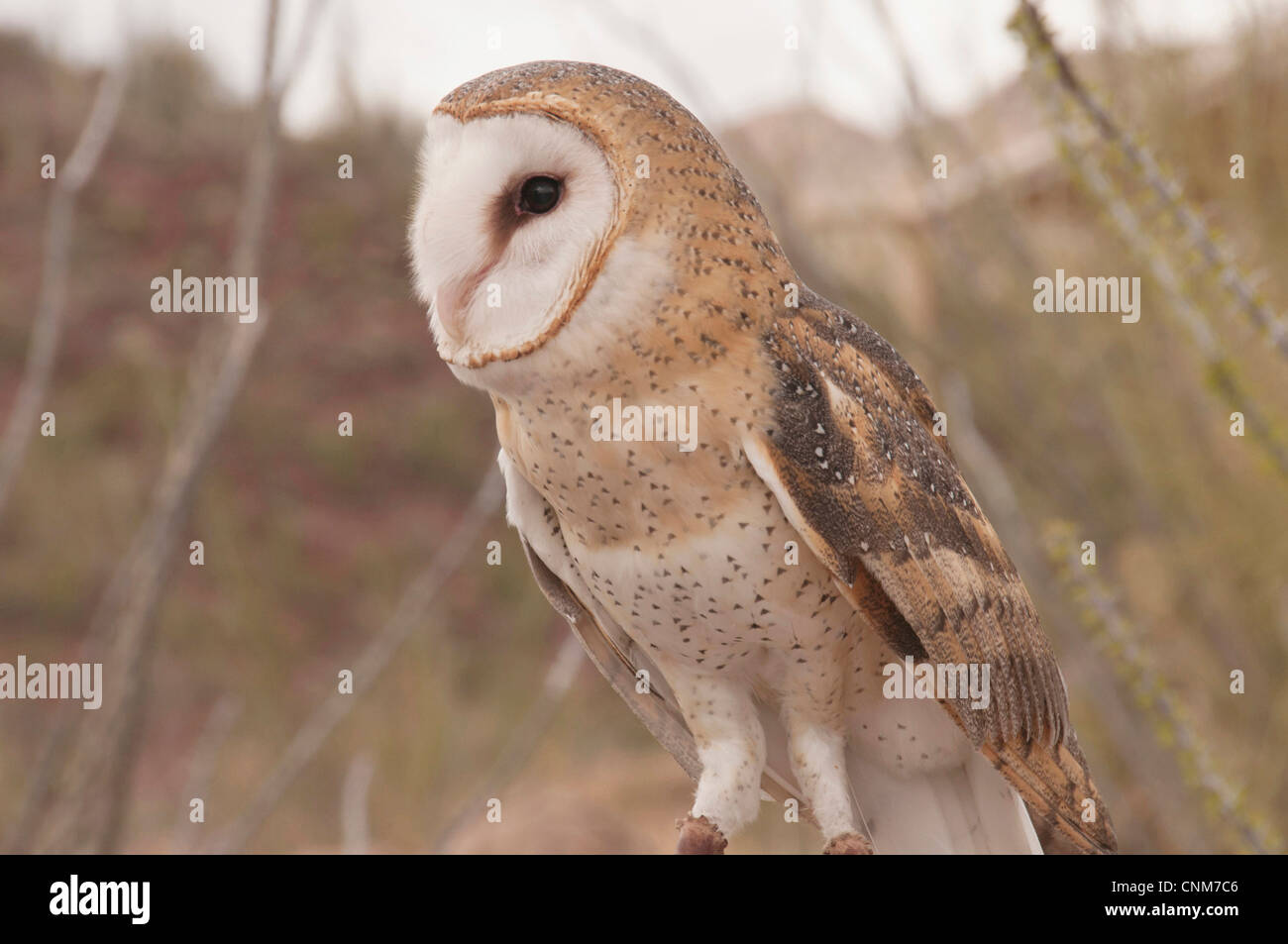 Common Barn Owl (Tyto alba) the Sonoran Desert of Arizona Stock Photo