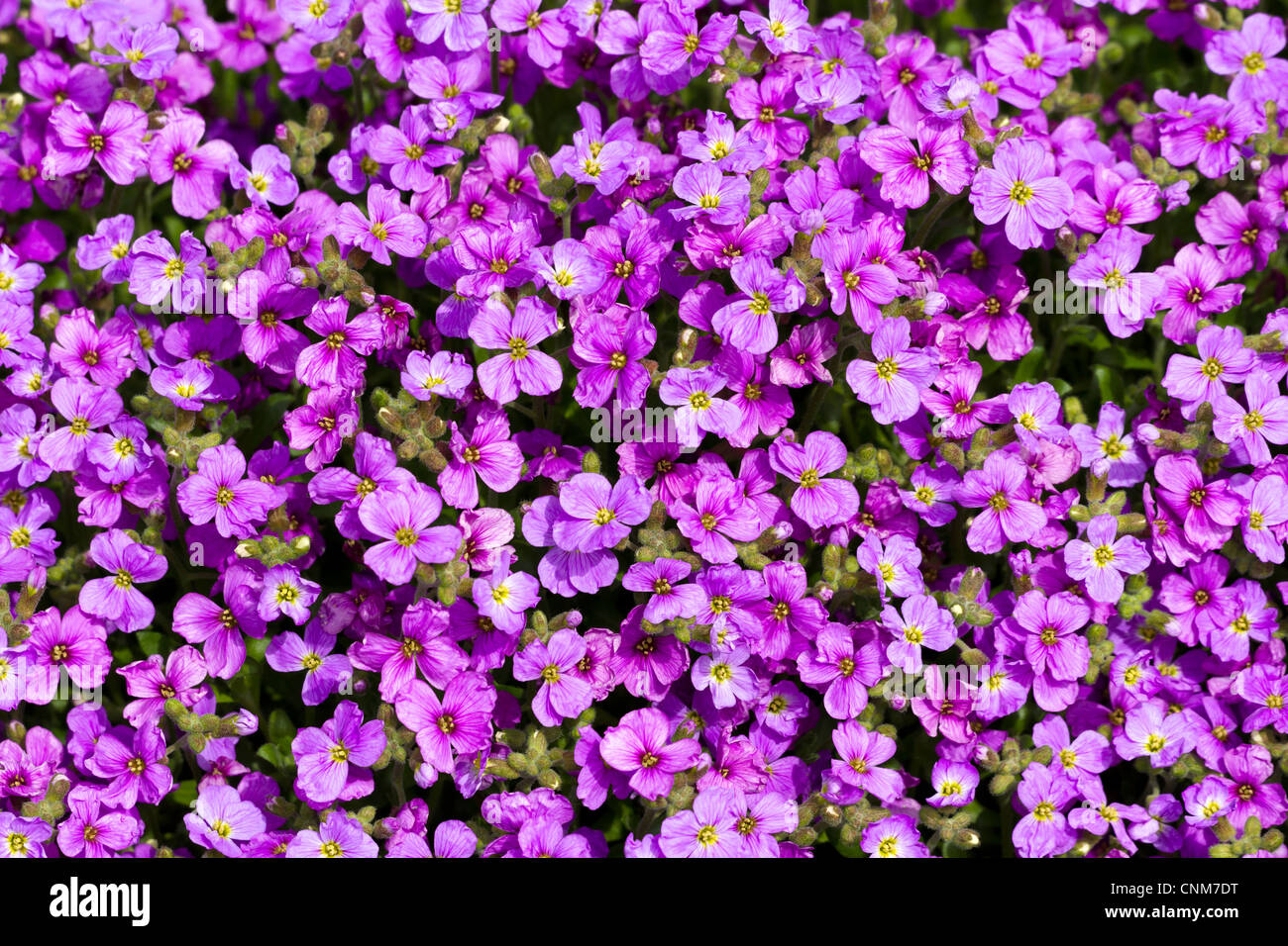 Aubrieta Purple Cascade for background Stock Photo - Alamy