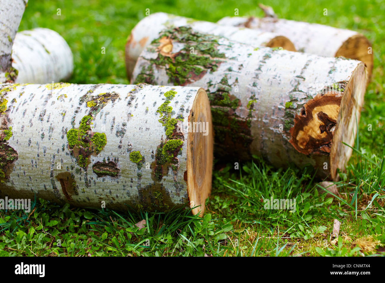 Beech logs hires stock photography and images Alamy