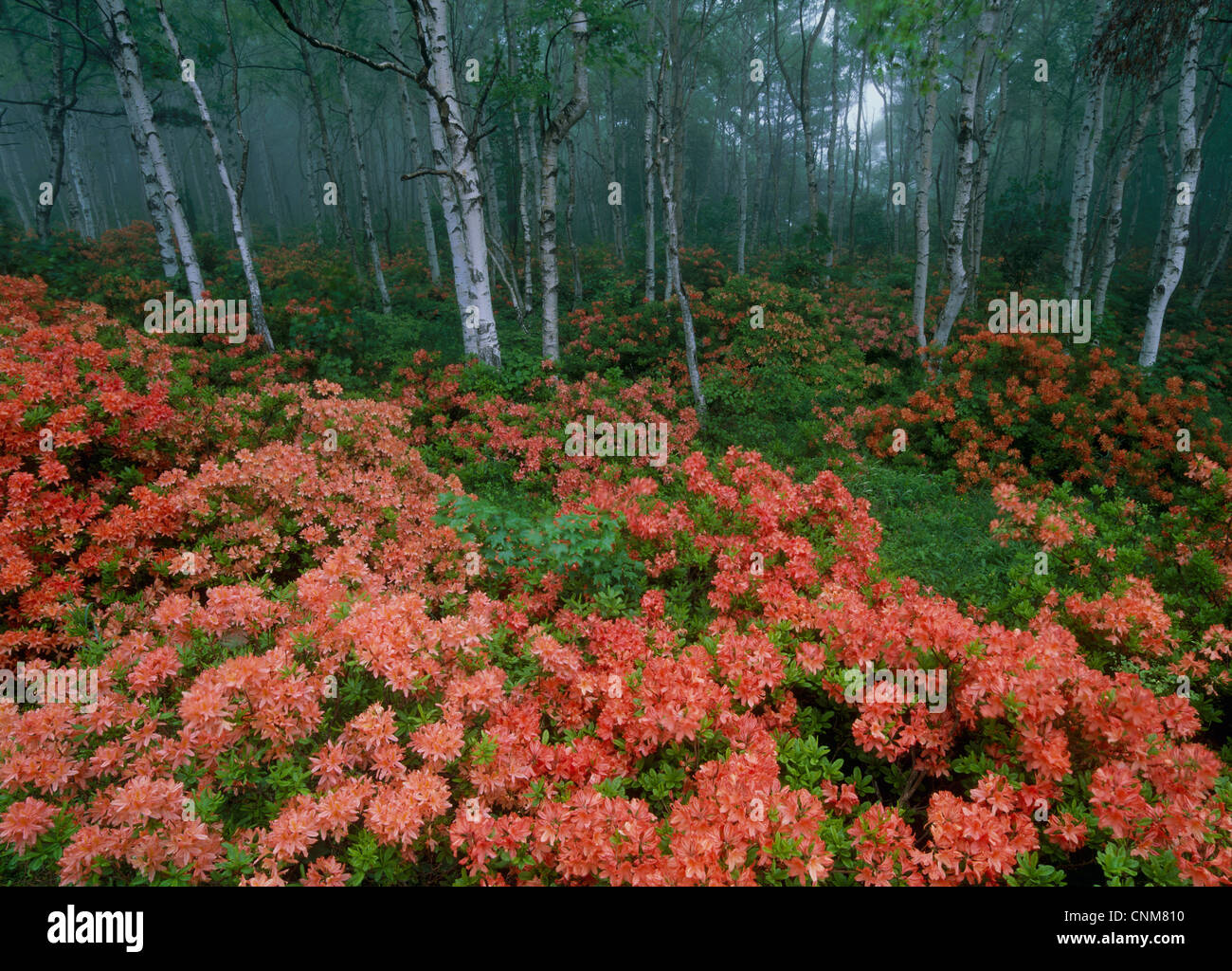 Azalea Flower Red Best Flower Wallpaper