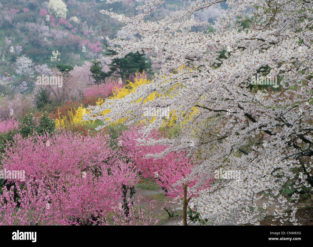 Cherry Blossoms of Mount Hanami, Fukushima, Fukushima, Japan Stock Photo