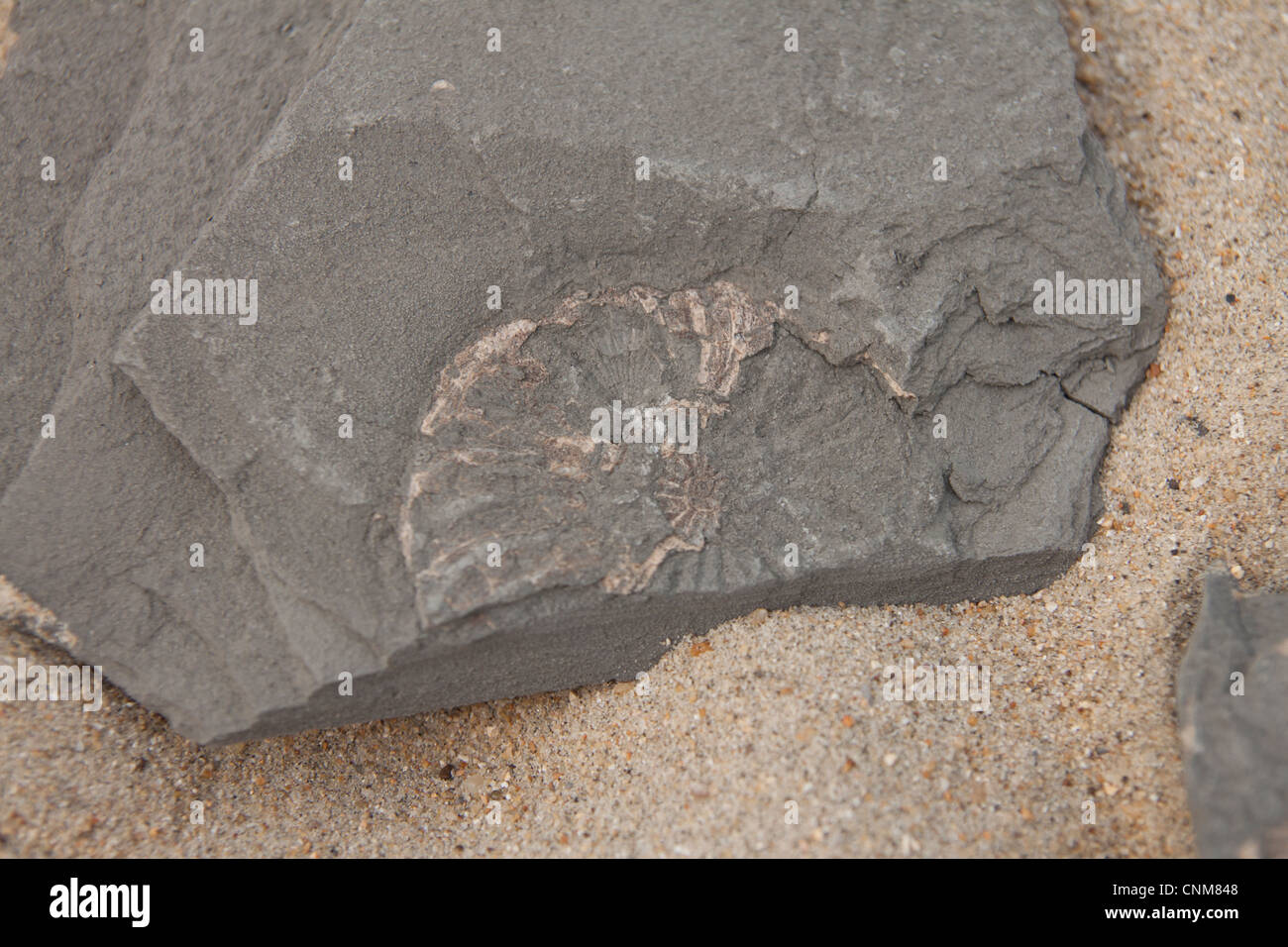 Fossil hunting at Lyme Regis along the Jurassic Coast of Dorset. Stock Photo