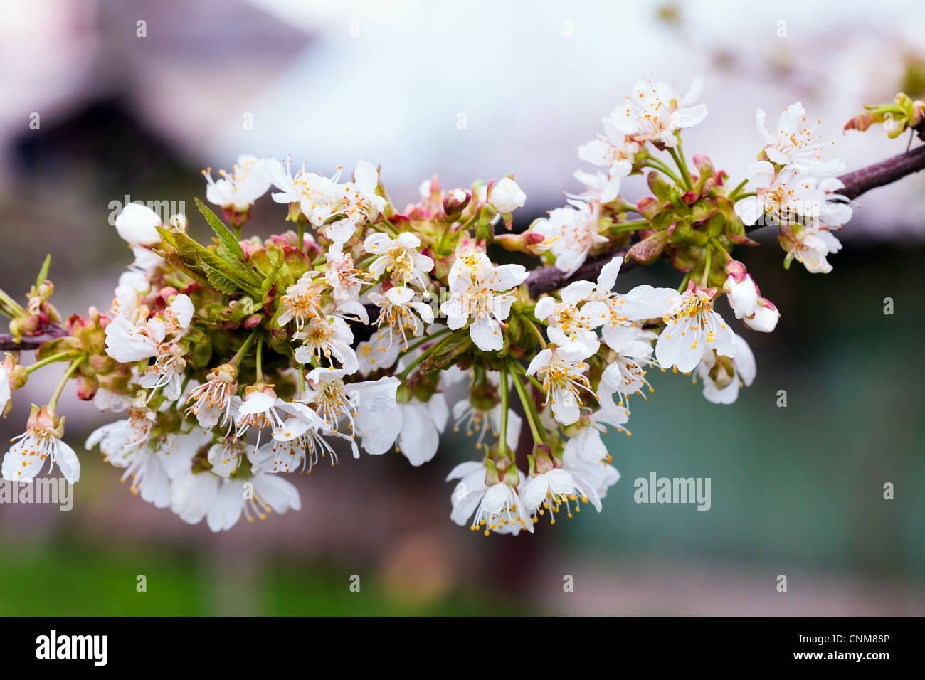 Closeup of a cherry tree branch with white flowers on springtime Stock ...